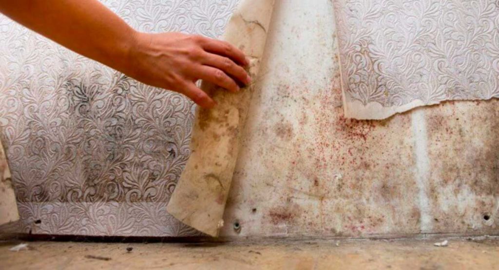 mold removal
